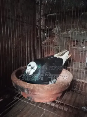 Gara Pair With Eggs For Sale