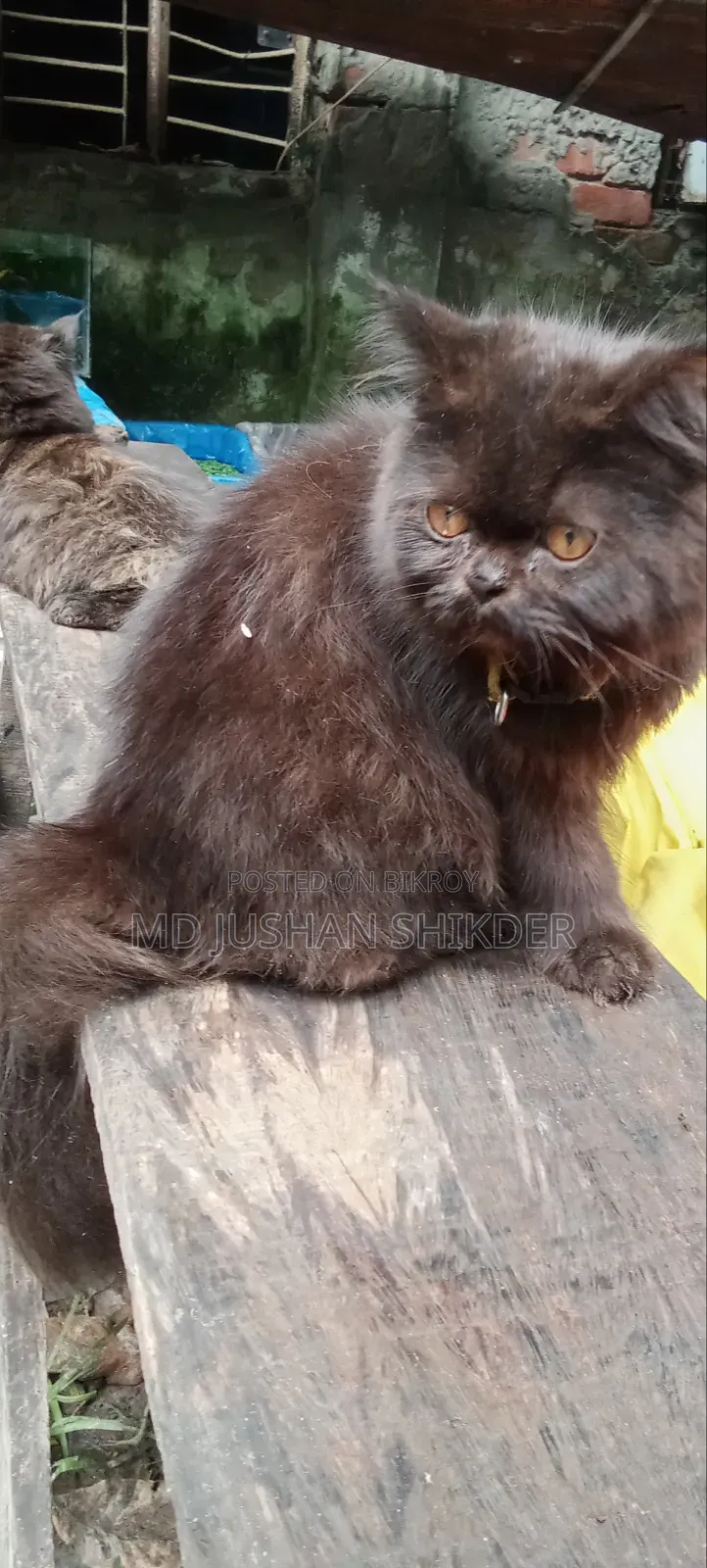 3-6 months Female Purebred Persian