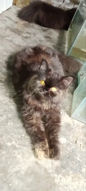 3-6 months Female Purebred Persian