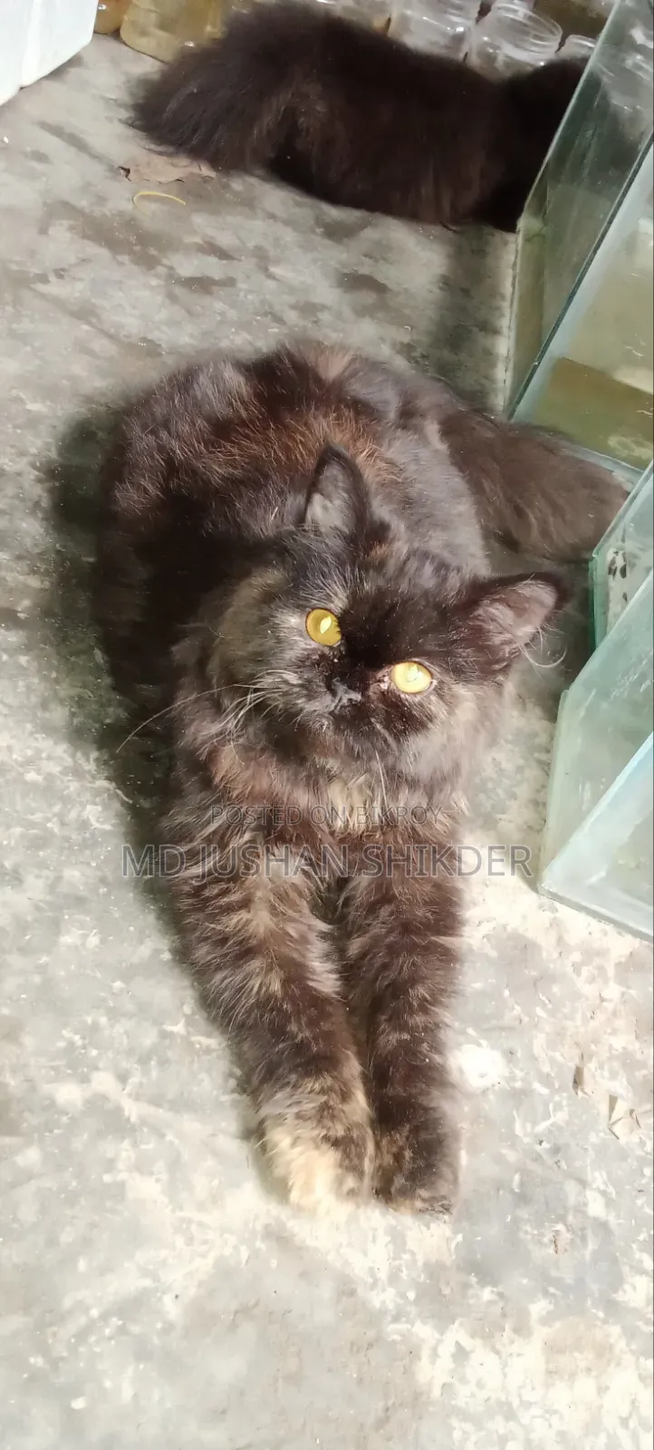 3-6 months Female Purebred Persian