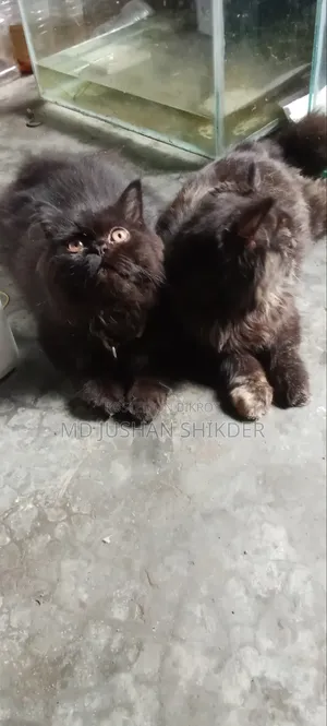 3-6 months Female Purebred Persian
