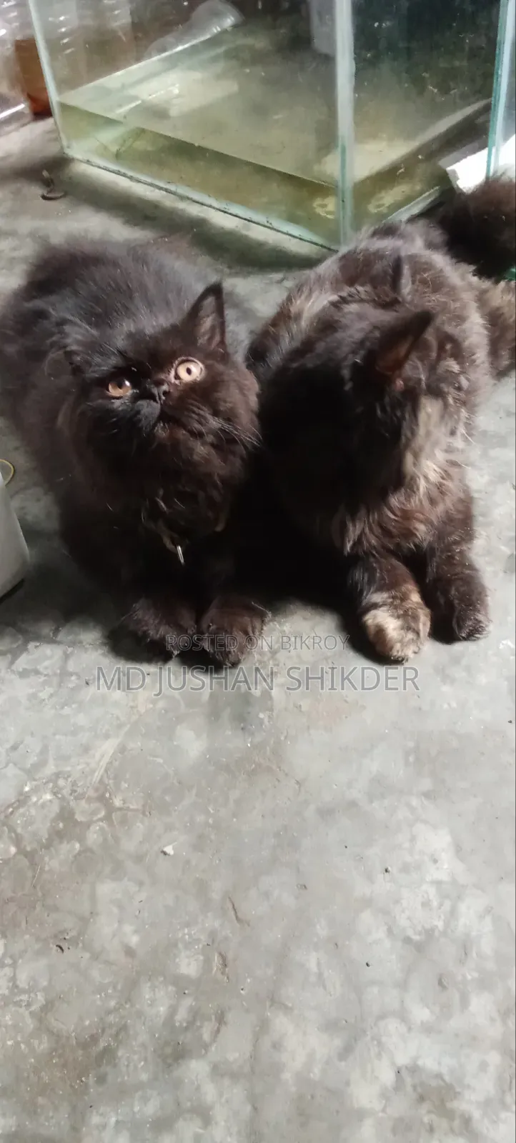 3-6 months Female Purebred Persian
