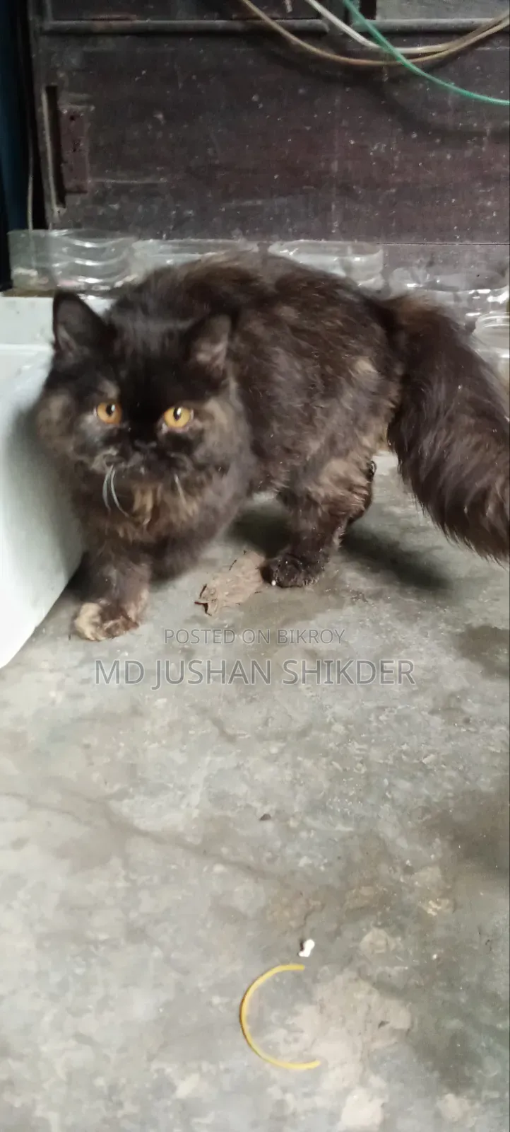 3-6 months Female Purebred Persian