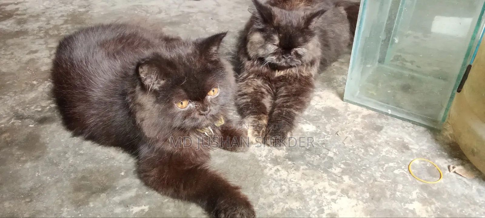 3-6 months Female Purebred Persian