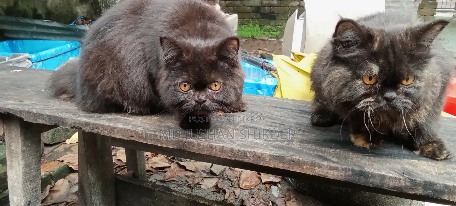 3-6 months Female Purebred Persian