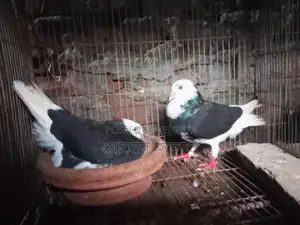 ডিম সহ গরা জোড়া সেল