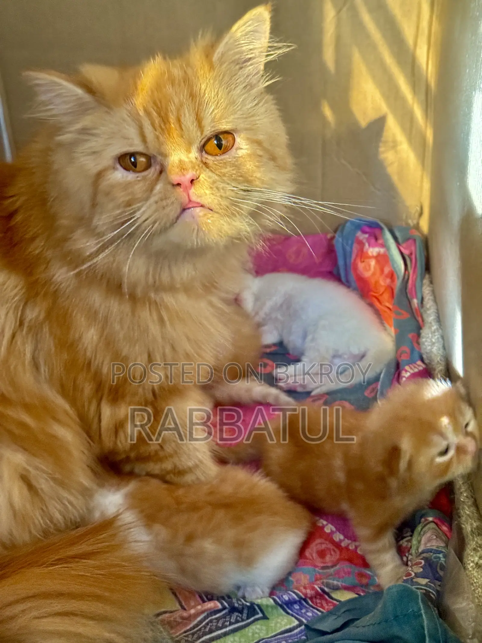 1-3 Months Female Purebred Persian Cat