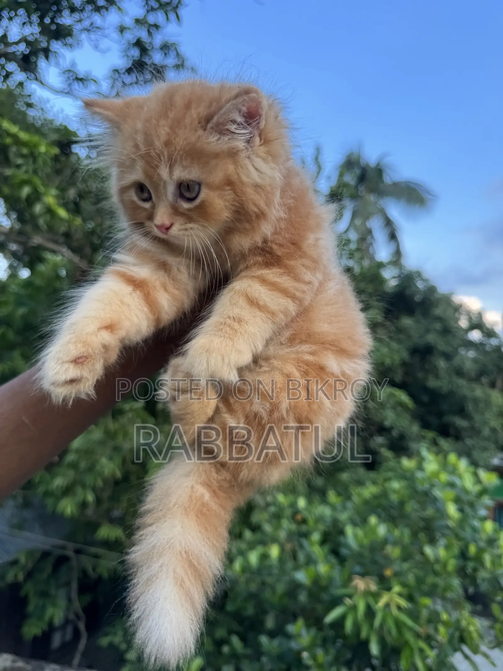 1-3 Months Female Purebred Persian Cat