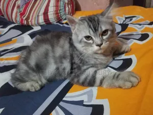 3-6 months Male Purebred Persian