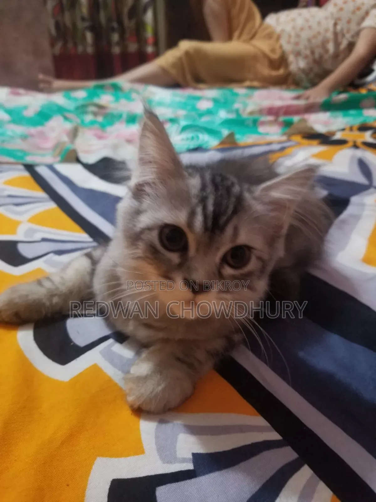 3-6 months Male Purebred Persian