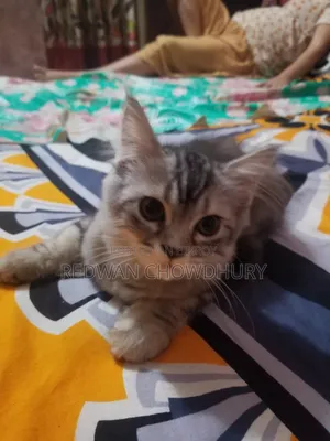 3-6 months Male Purebred Persian