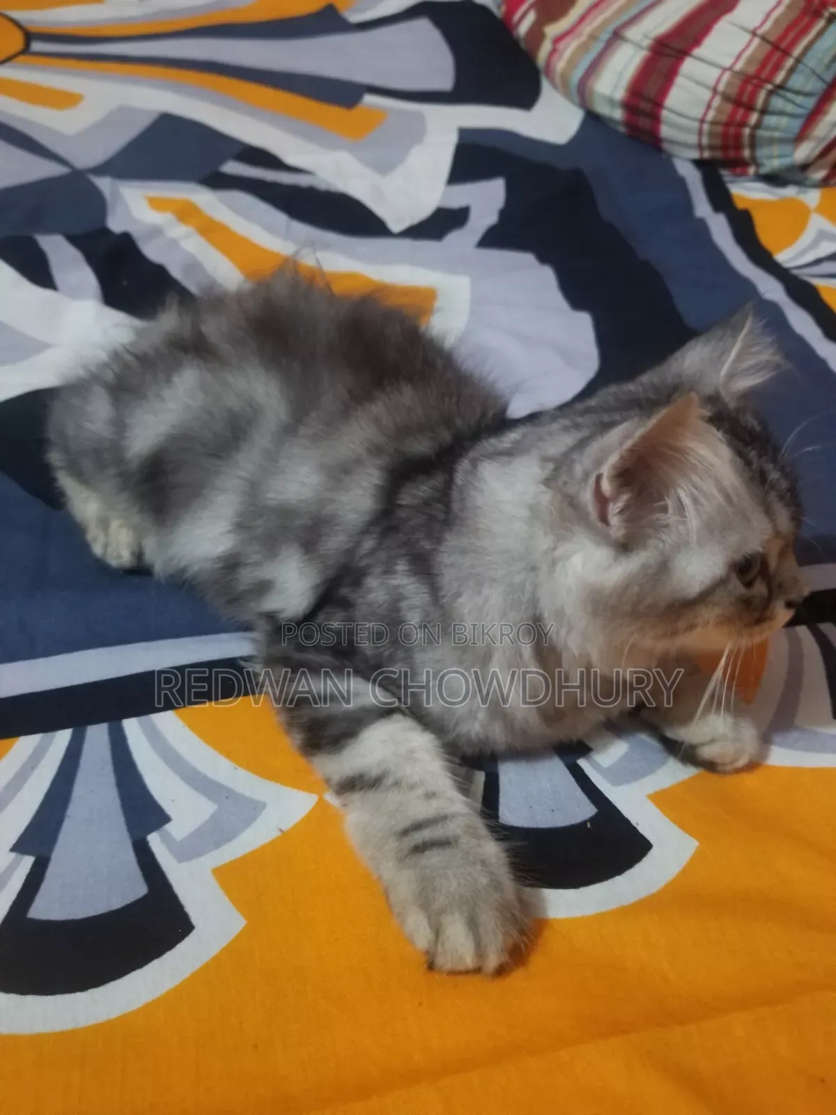 3-6 months Male Purebred Persian