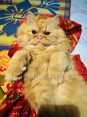1-3 Months Female Purebred Persian Cat