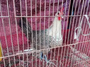 ডিম পারা মুরগি সেল হবে