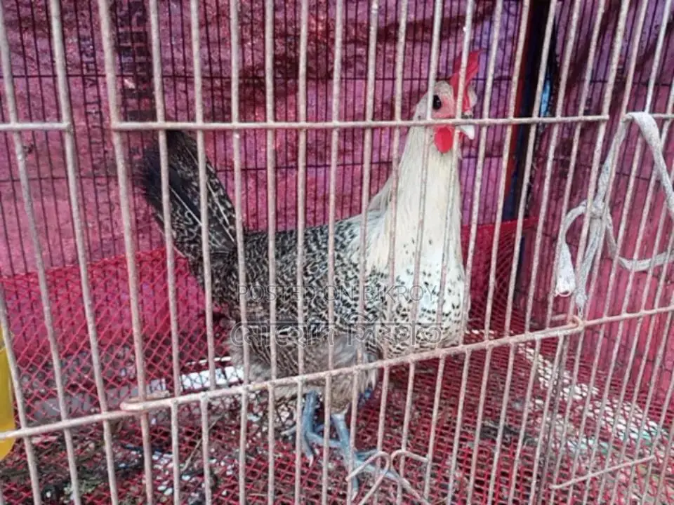 ডিম পারা মুরগি সেল হবে