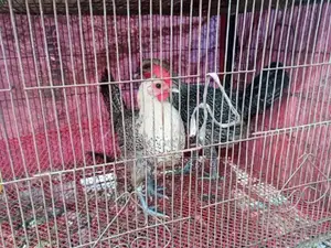ডিম পারা মুরগি সেল হবে