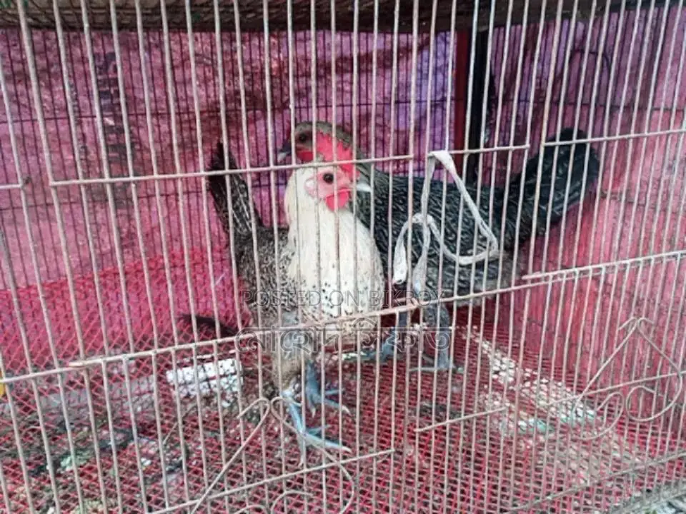ডিম পারা মুরগি সেল হবে