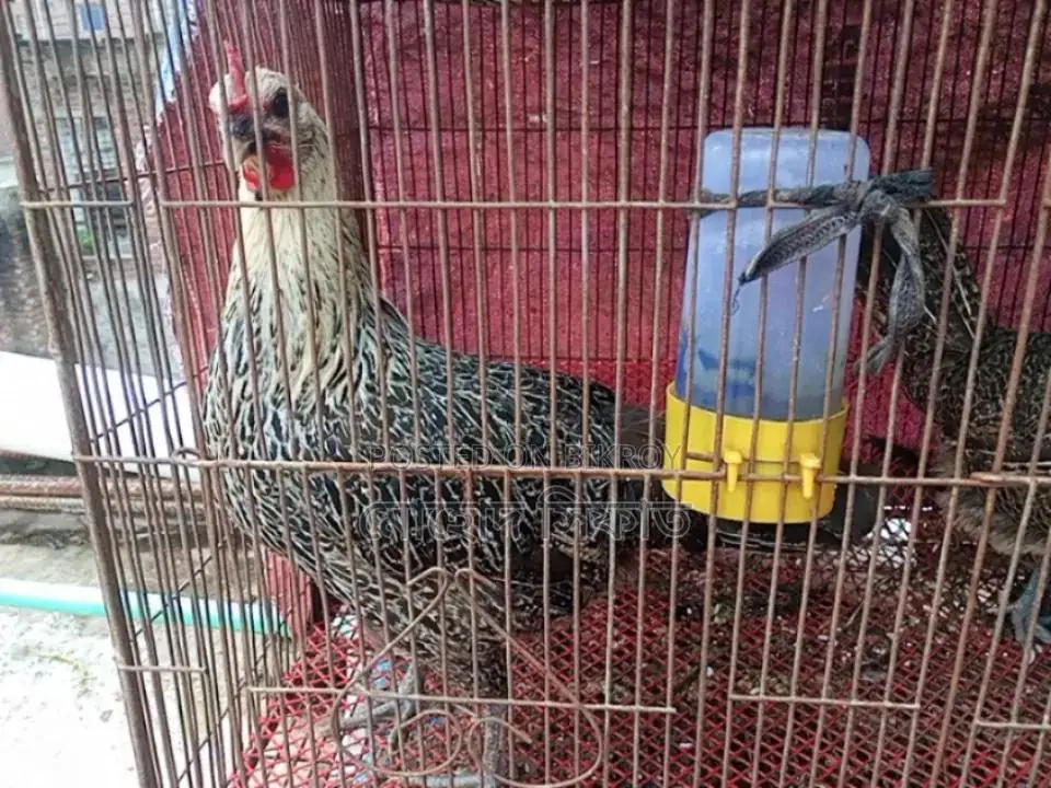ডিম পারা মুরগি সেল হবে