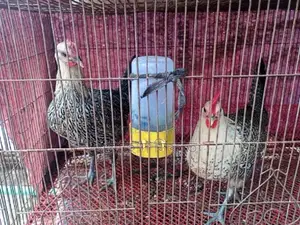 ডিম পারা মুরগি সেল হবে