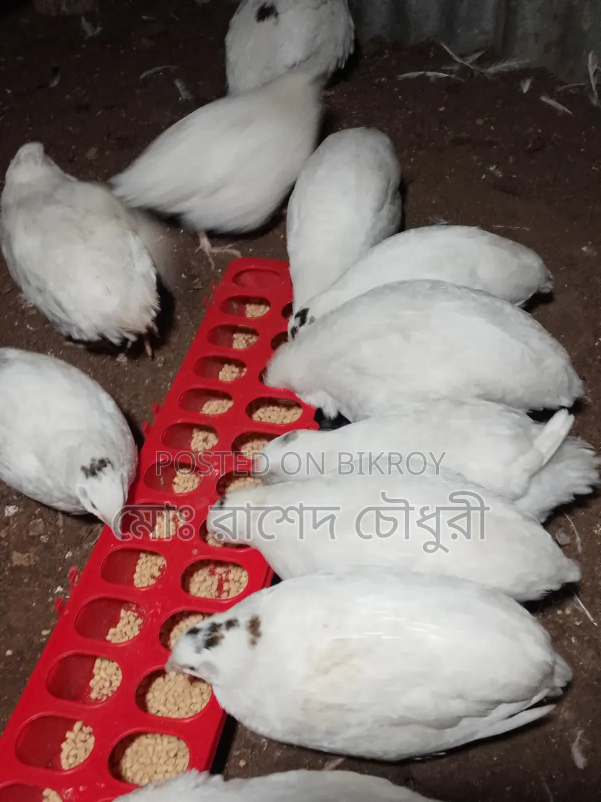 Running laying White Giant Coturnix Quail
