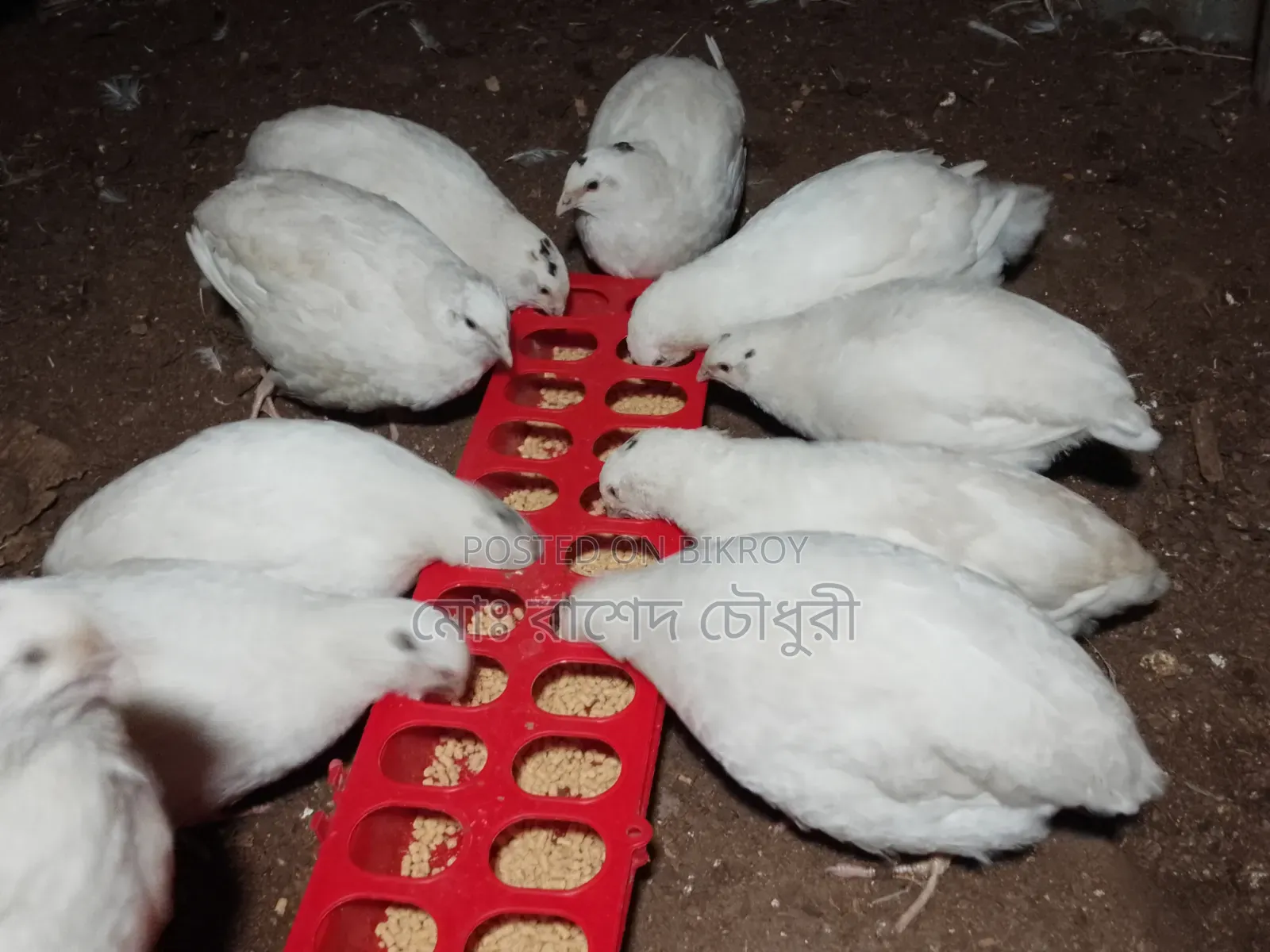 Running laying White Giant Coturnix Quail