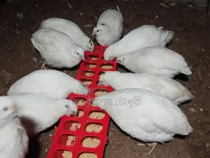 Running laying White Giant Coturnix Quail