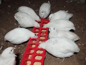 Running laying White Giant Coturnix Quail