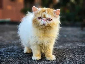 1-3 months Male Purebred Exotic