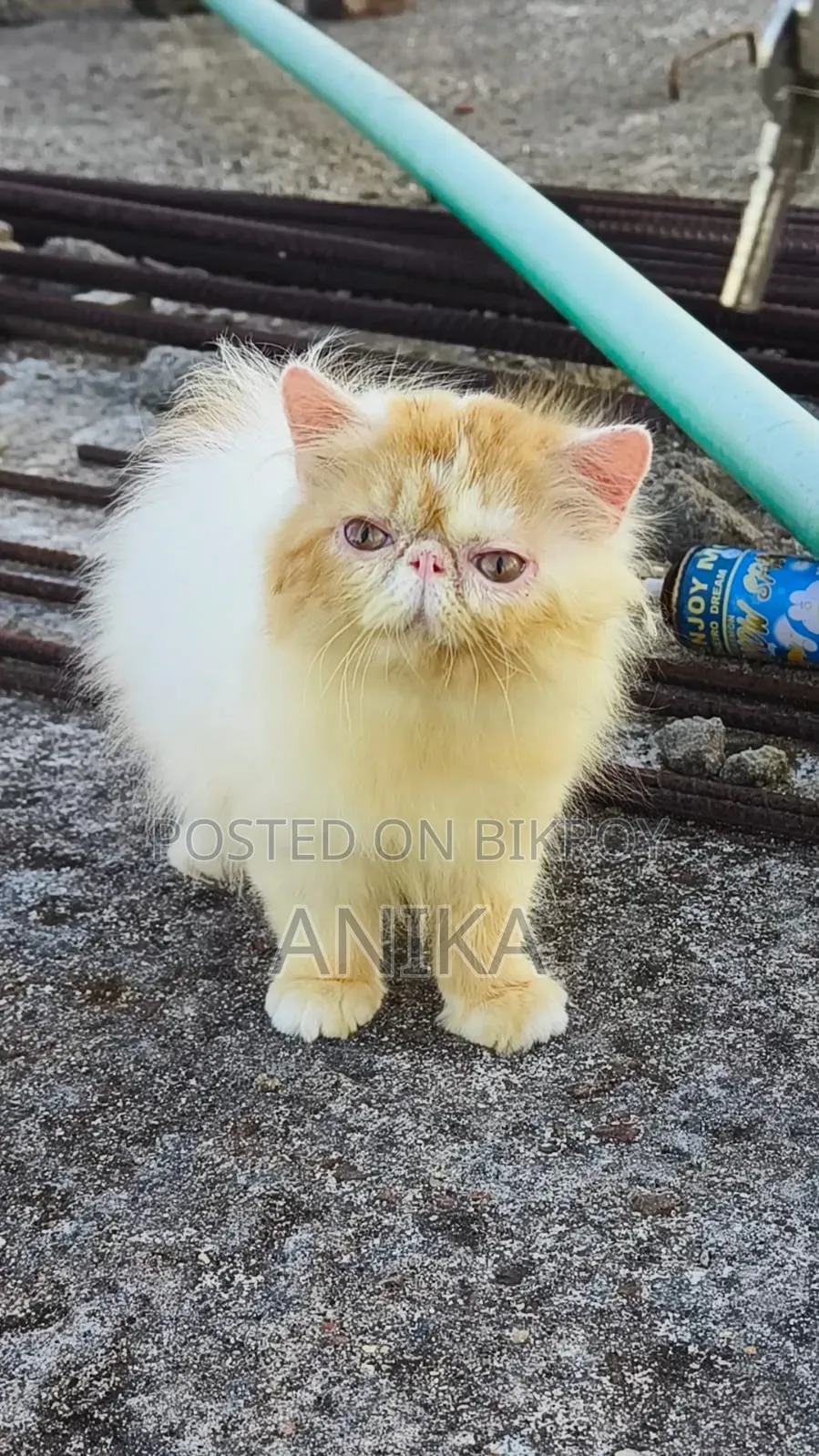1-3 Months Male Purebred Exotic