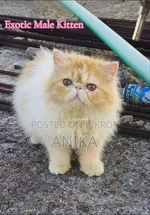 1-3 Months Male Purebred Exotic
