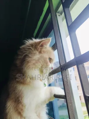 3-6 Months Female Purebred Persian