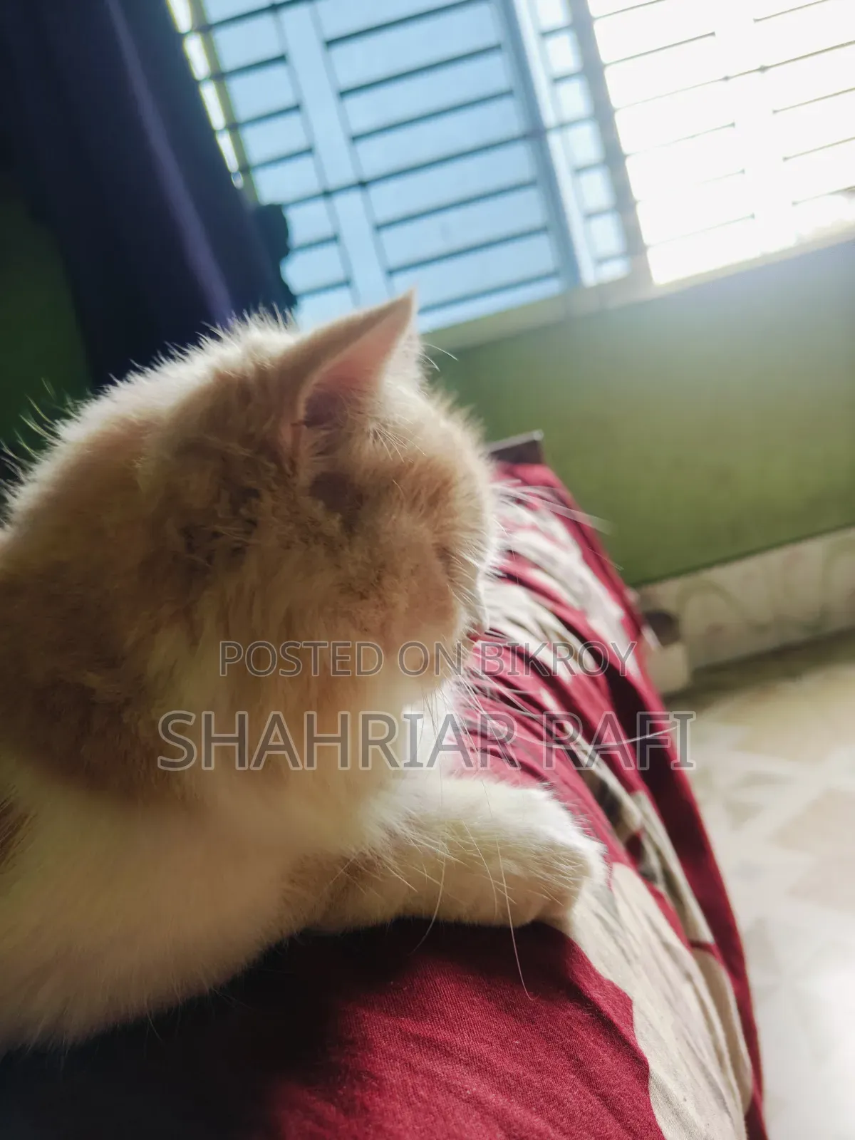 ৩-৬ মাসের মহিলা খাঁটি পার্সিয়ান
