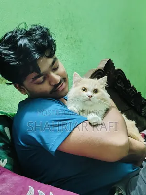 ৩-৬ মাসের মহিলা খাঁটি পার্সিয়ান