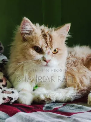 ৩-৬ মাসের মহিলা খাঁটি পার্সিয়ান