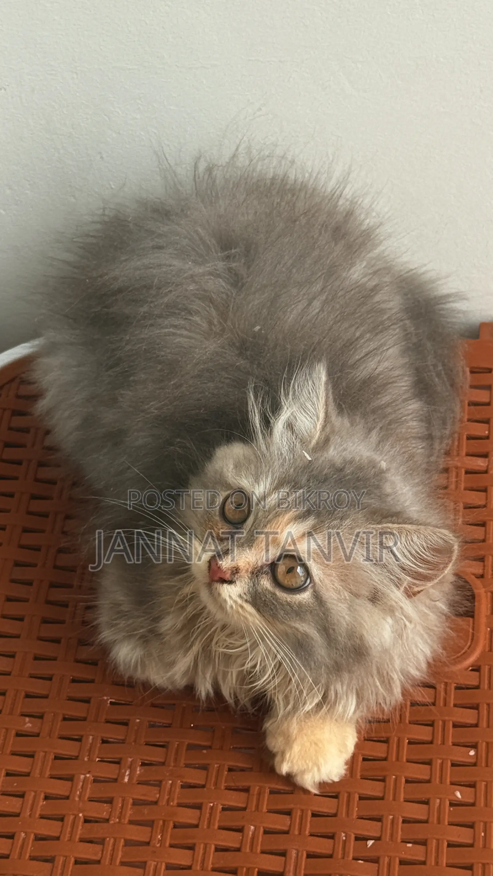1-3 Months Female Purebred Persian