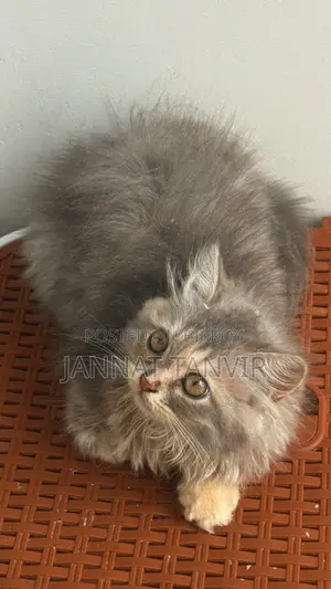 1-3 Months Female Purebred Persian
