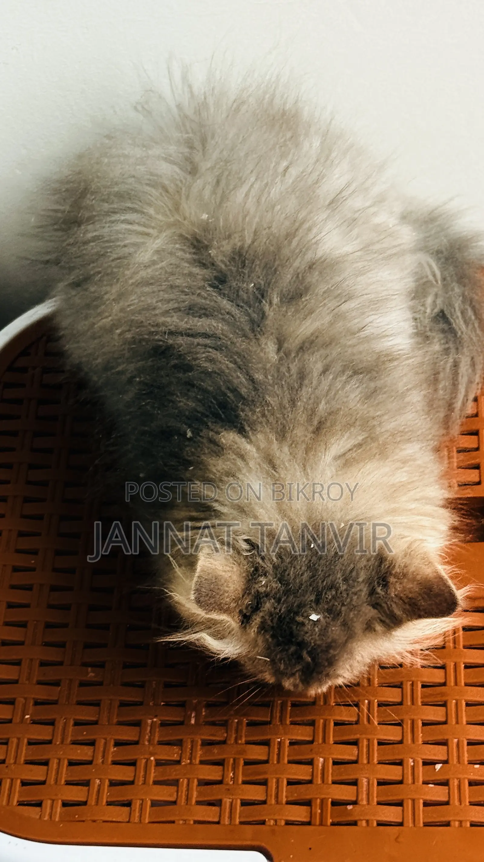 1-3 Months Female Purebred Persian