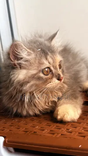 1-3 Months Female Purebred Persian