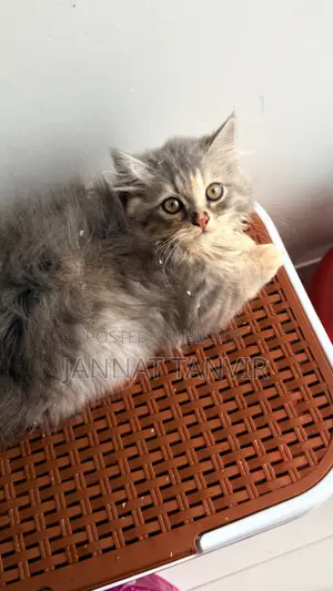 1-3 Months Female Purebred Persian