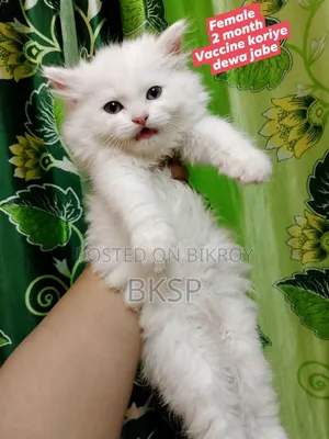 1-3 months Female Purebred Persian
