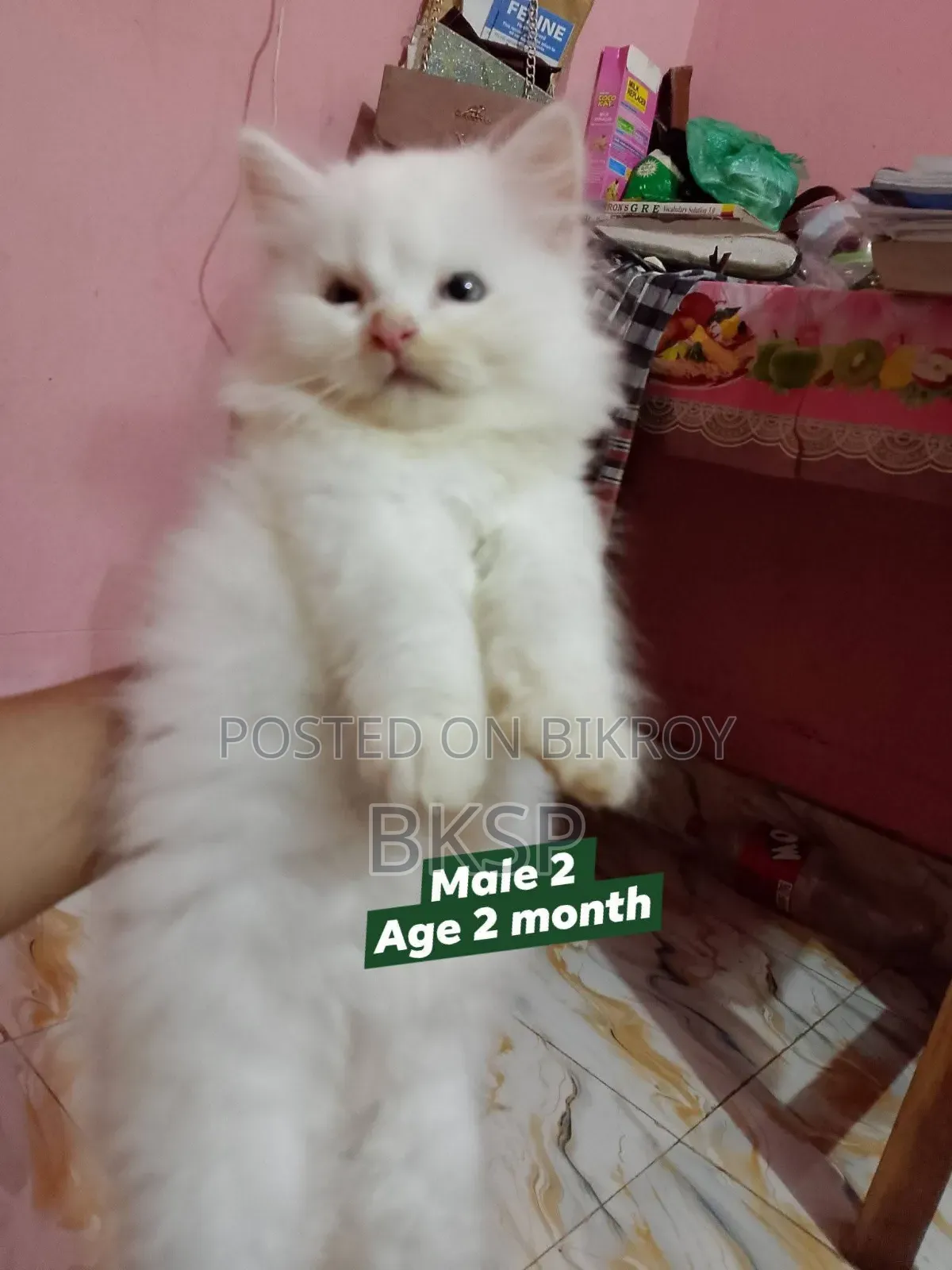 1-3 months Female Purebred Persian