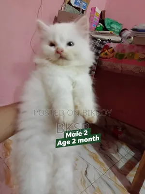 1-3 months Female Purebred Persian