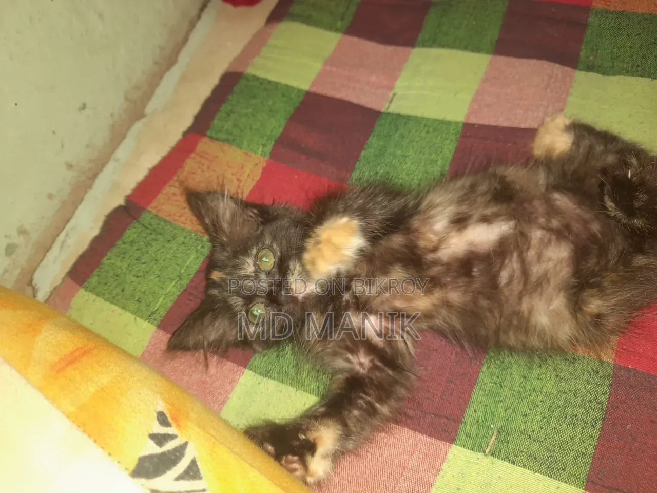 1-3 months Female Purebred Persian