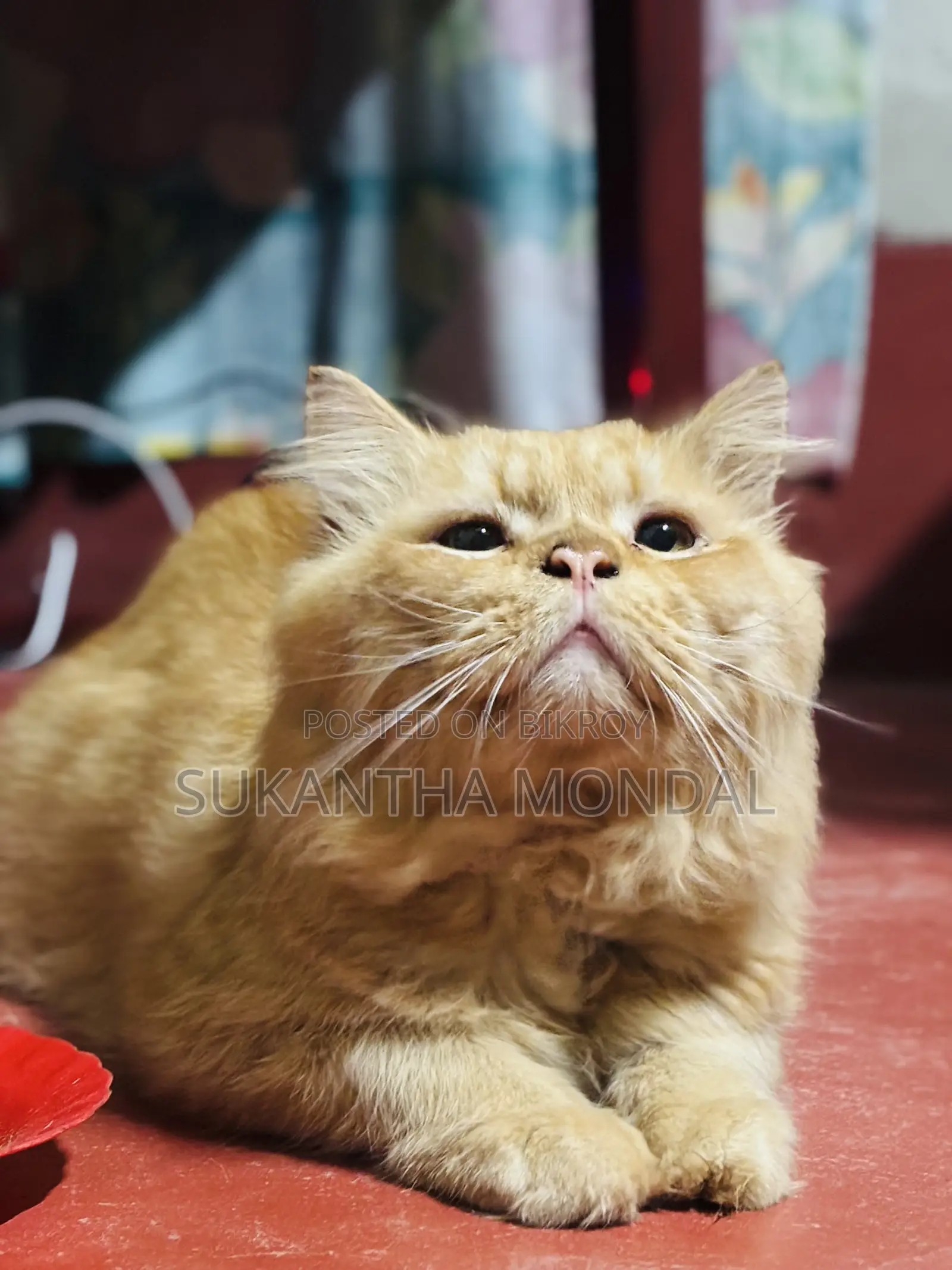 6-12 Months Male Mixed Breed Persian