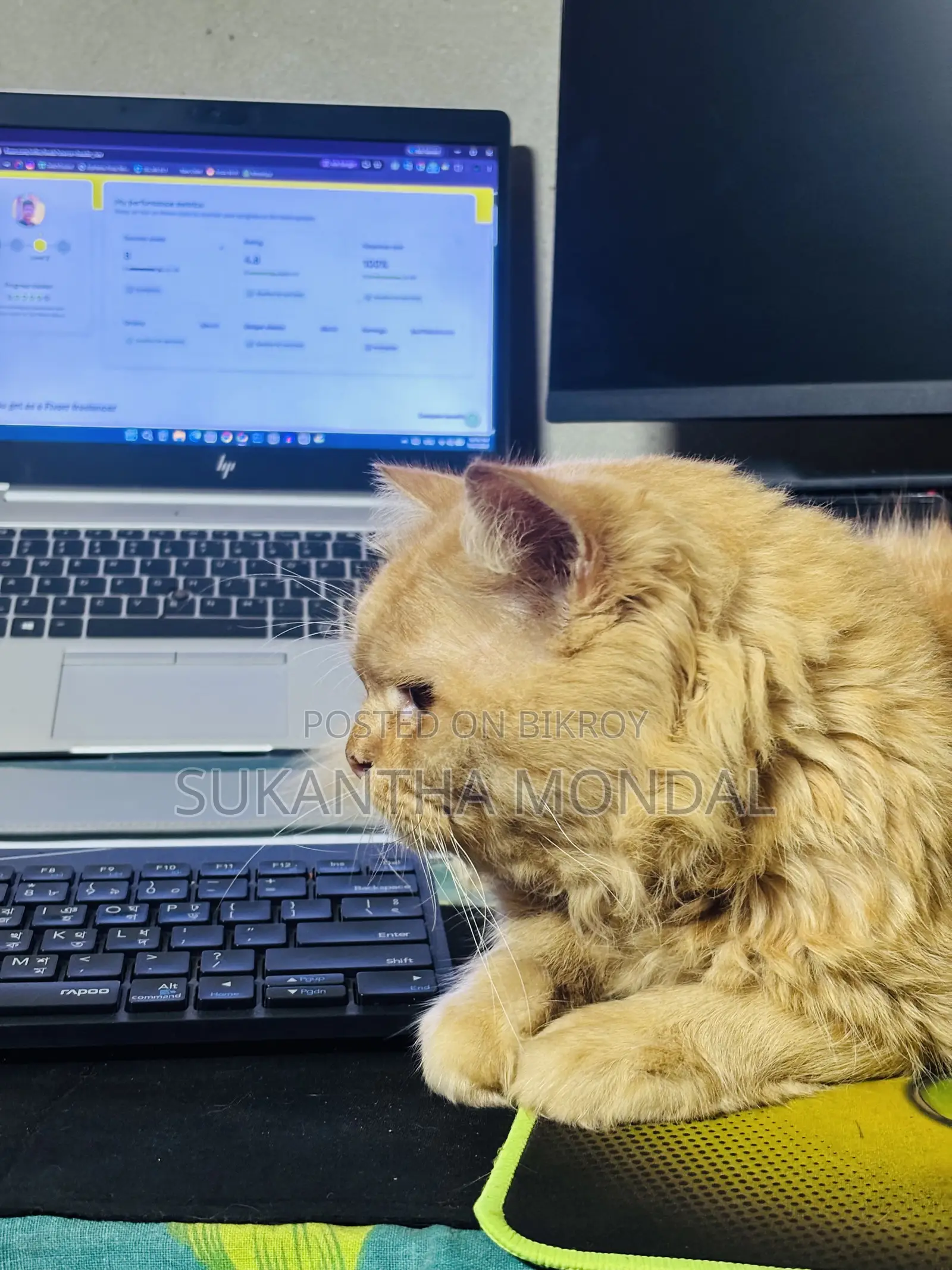 6-12 Months Male Mixed Breed Persian