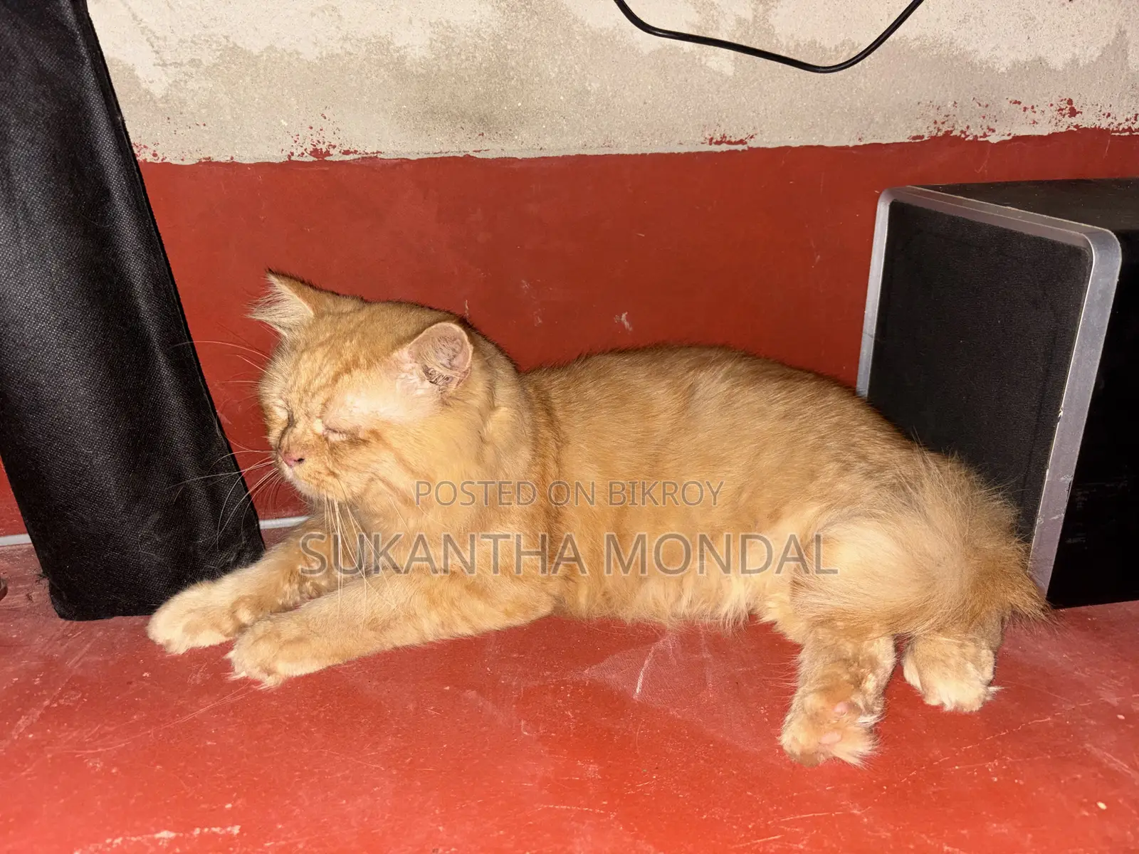 6-12 Months Male Mixed Breed Persian