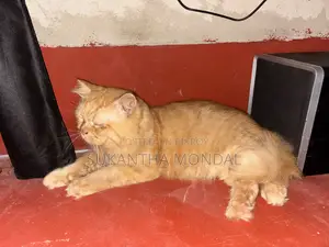 6-12 Months Male Mixed Breed Persian