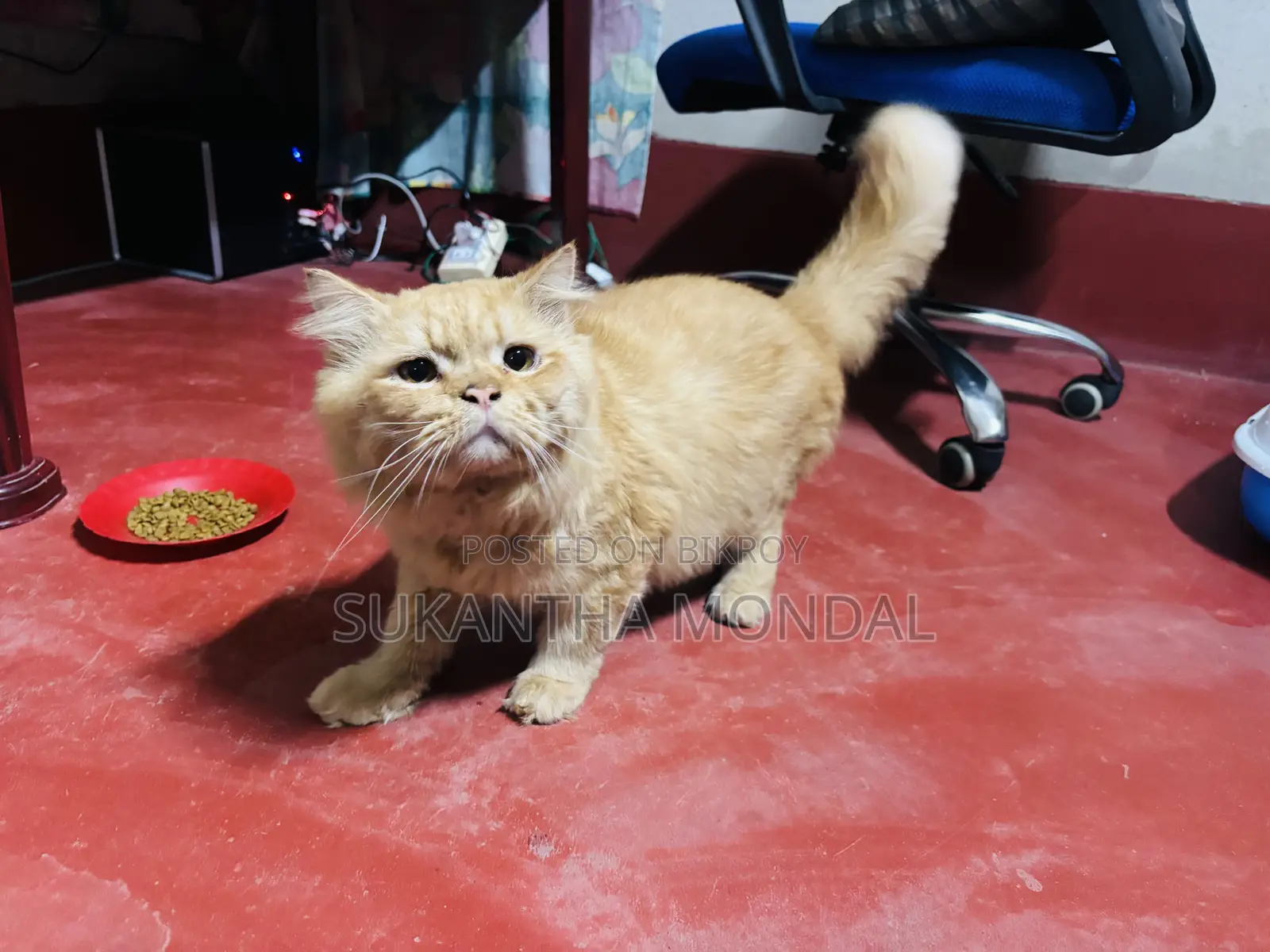 6-12 Months Male Mixed Breed Persian