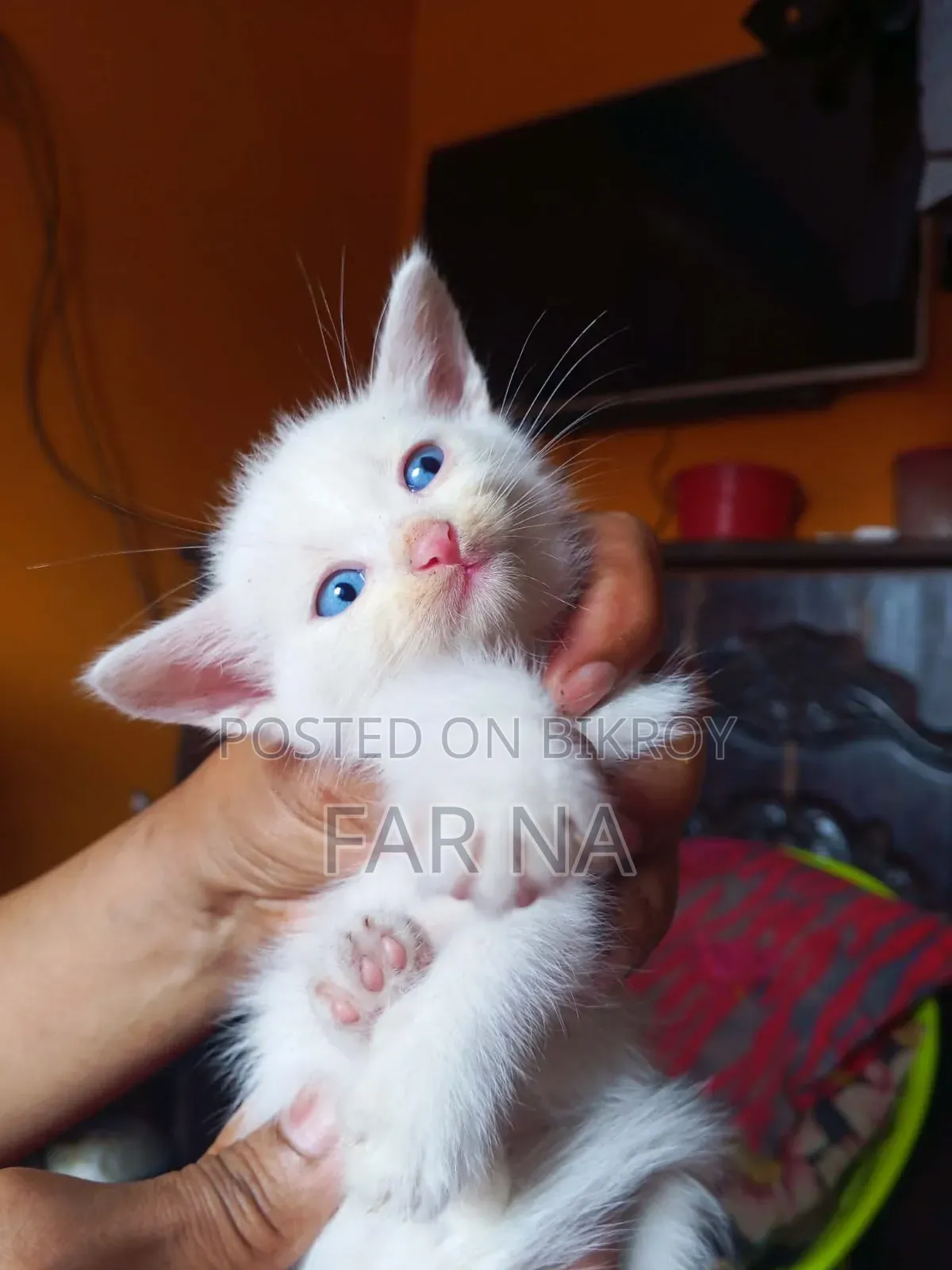 1-3 months Female Mixed Breed Persian