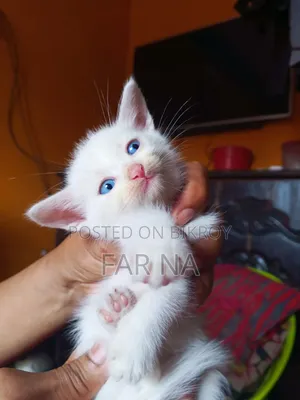 1-3 months Female Mixed Breed Persian